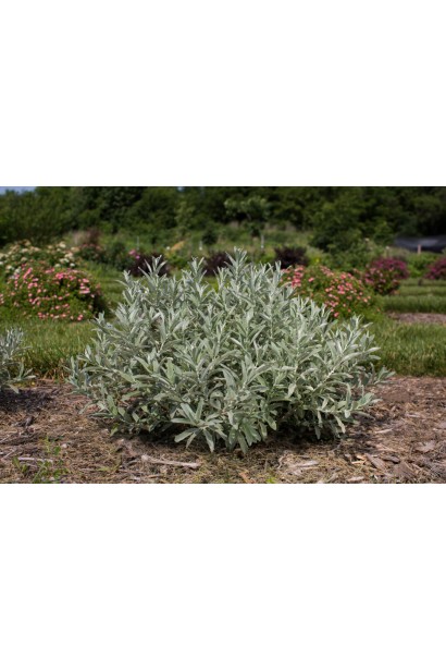 Верба Айсберг Еллей